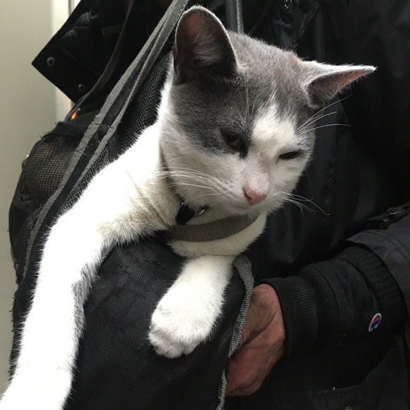 Meet your Posher, Forest - Picture 1 of 1